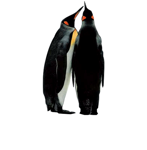Penguin.ad